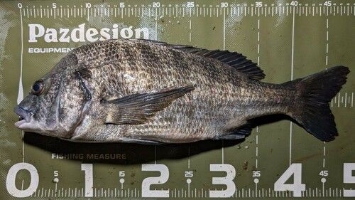 クロダイの釣果