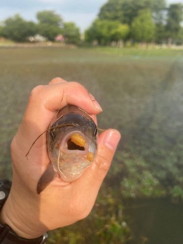 フナの釣果