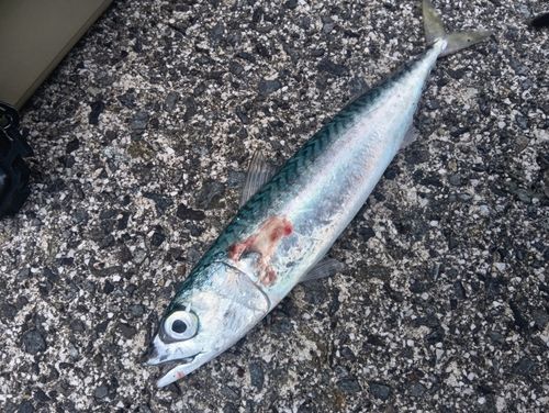サバの釣果