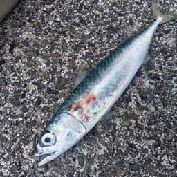 サバ