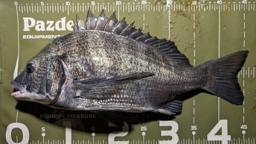 クロダイの釣果