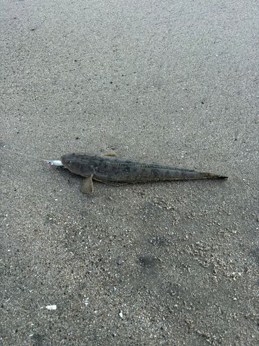 マゴチの釣果