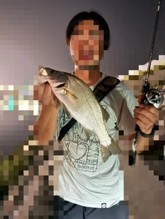 スズキの釣果