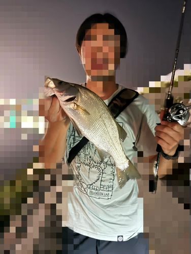 スズキの釣果