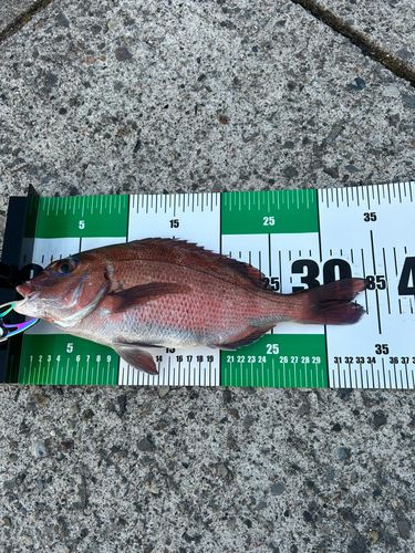マダイの釣果