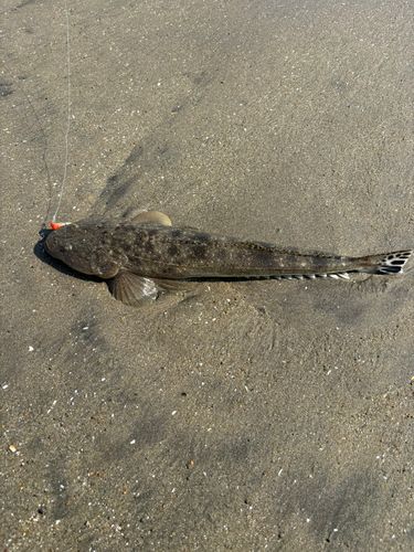 マゴチの釣果