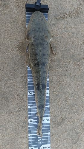 マゴチの釣果