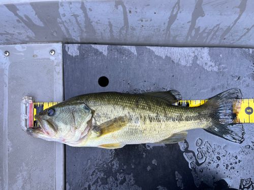ラージマウスバスの釣果