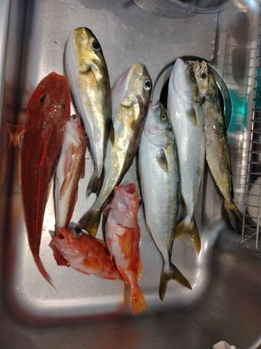 ホウボウの釣果