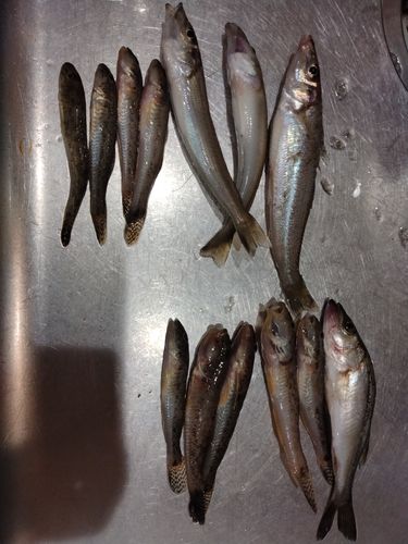 キスの釣果