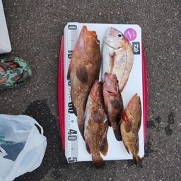アコウ