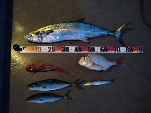 サワラの釣果