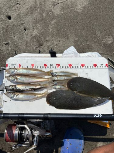 シロギスの釣果