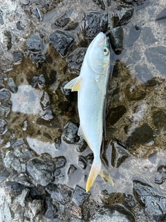 フクラギの釣果