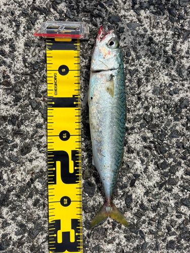 サバの釣果