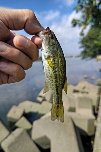 ラージマウスバスの釣果