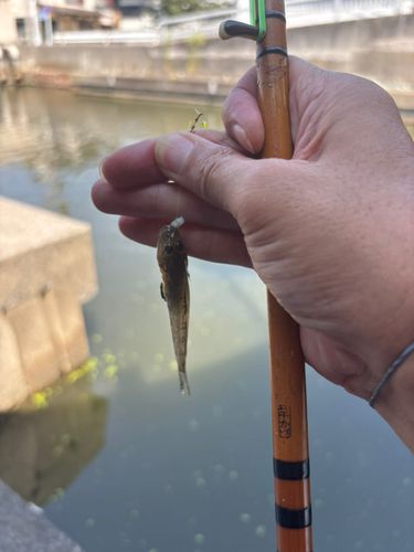 マハゼの釣果