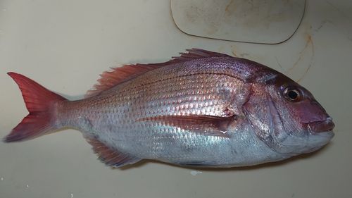 マダイの釣果