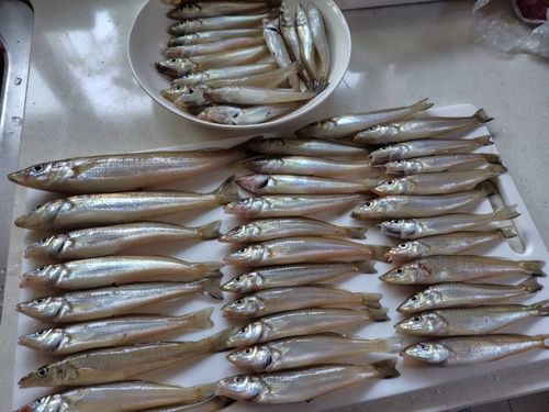 キスの釣果