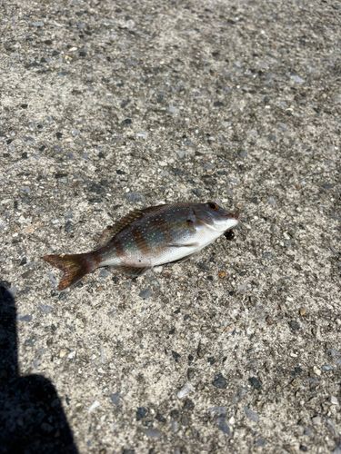 チャリコの釣果