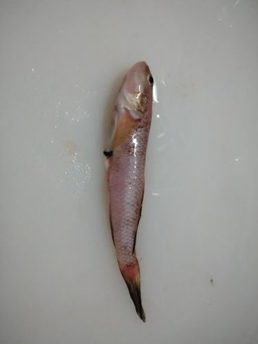 ハゼの釣果