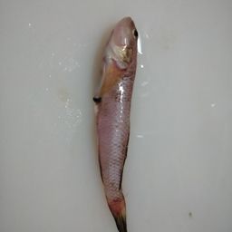 ハゼ