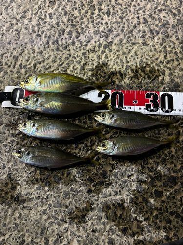 アジの釣果
