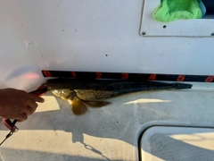マゴチの釣果