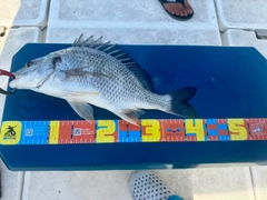キビレの釣果