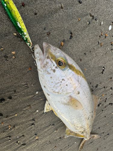 ショゴの釣果