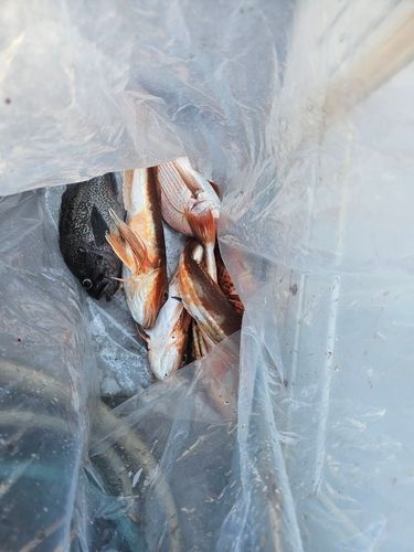 マダイの釣果