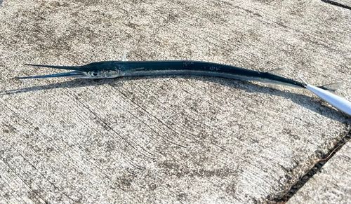 ダツの釣果