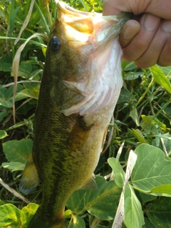 ラージマウスバスの釣果