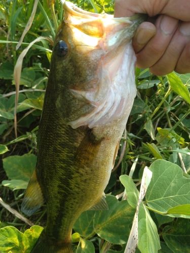 ラージマウスバスの釣果