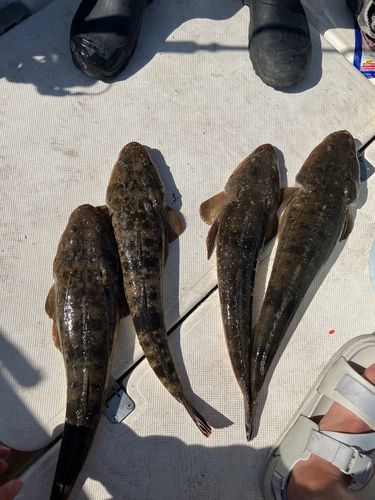 マゴチの釣果