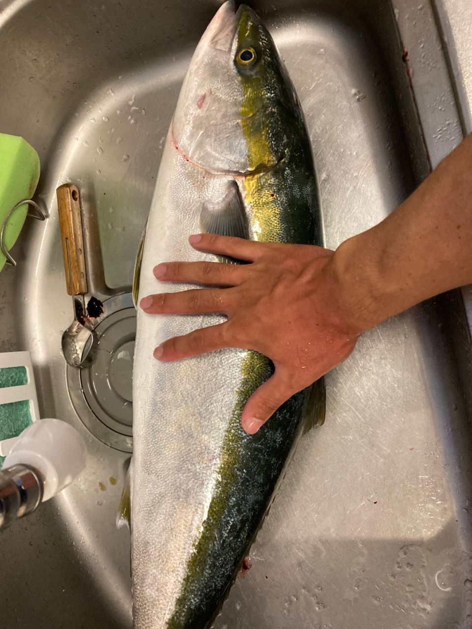 イカ釣りたいさんの釣果 1枚目の画像