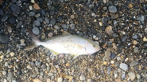 ショゴの釣果