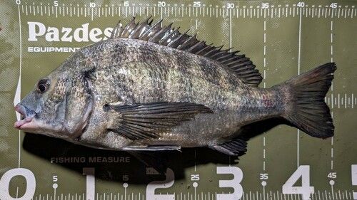 クロダイの釣果