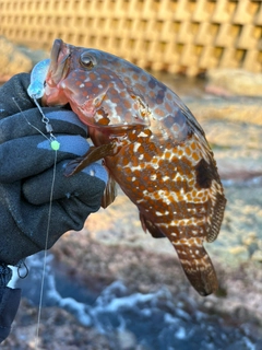 キジハタの釣果