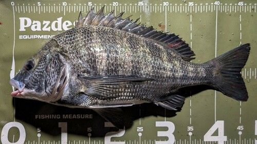 クロダイの釣果