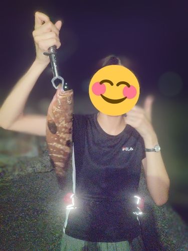 アコウの釣果