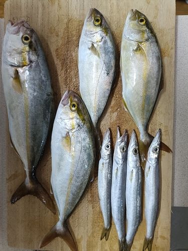 ショゴの釣果