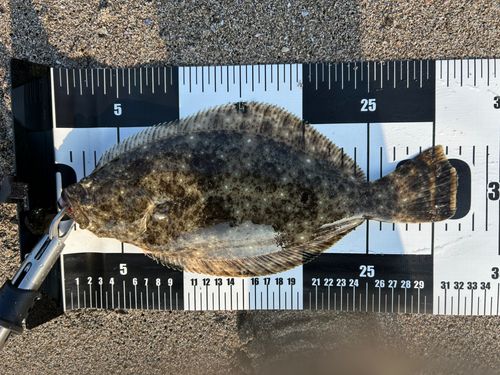 ヒラメの釣果