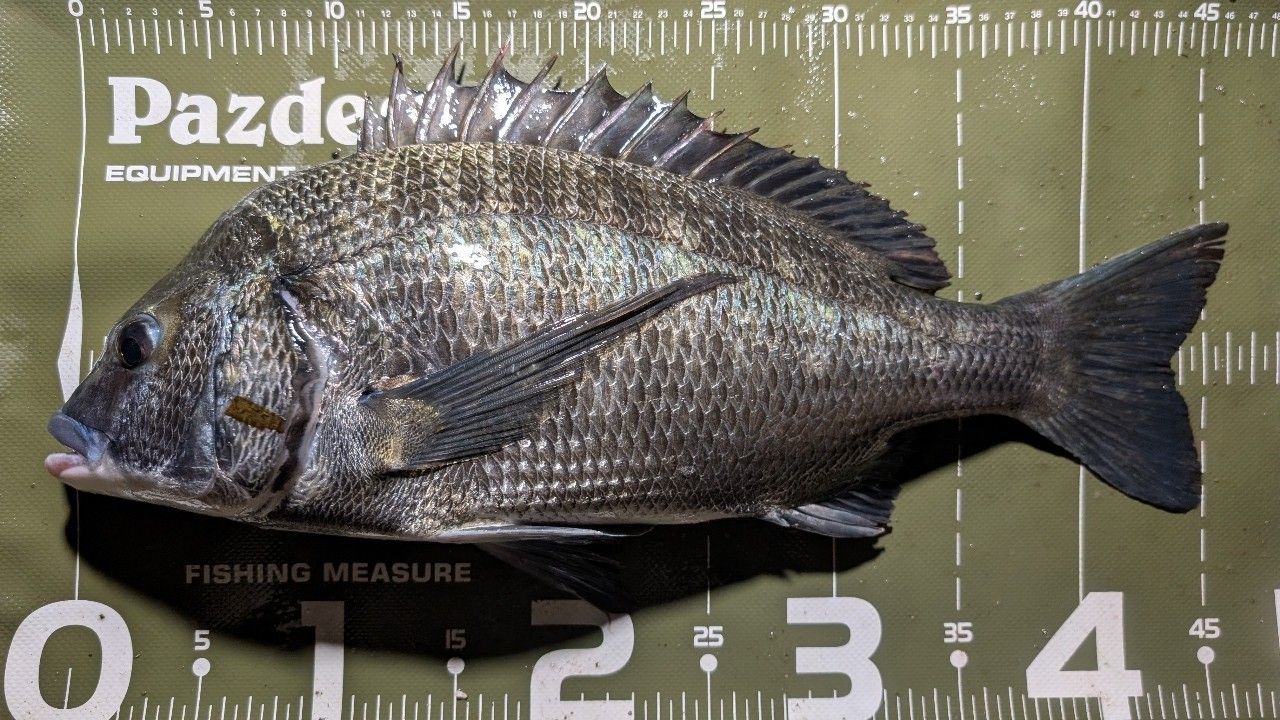 DAIWA モアザン ブランジーノ EX AGS 2021年モデルの最安値