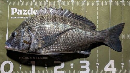 クロダイの釣果