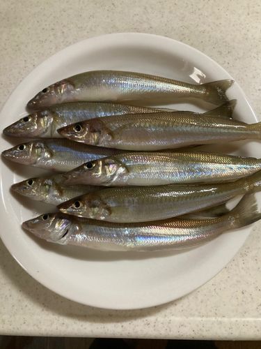 キスの釣果