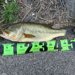 ブラックバス