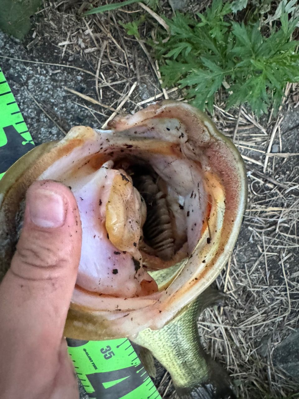 ブラックバス