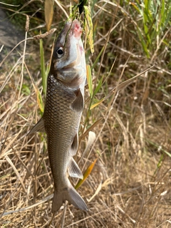 ニゴイの釣果