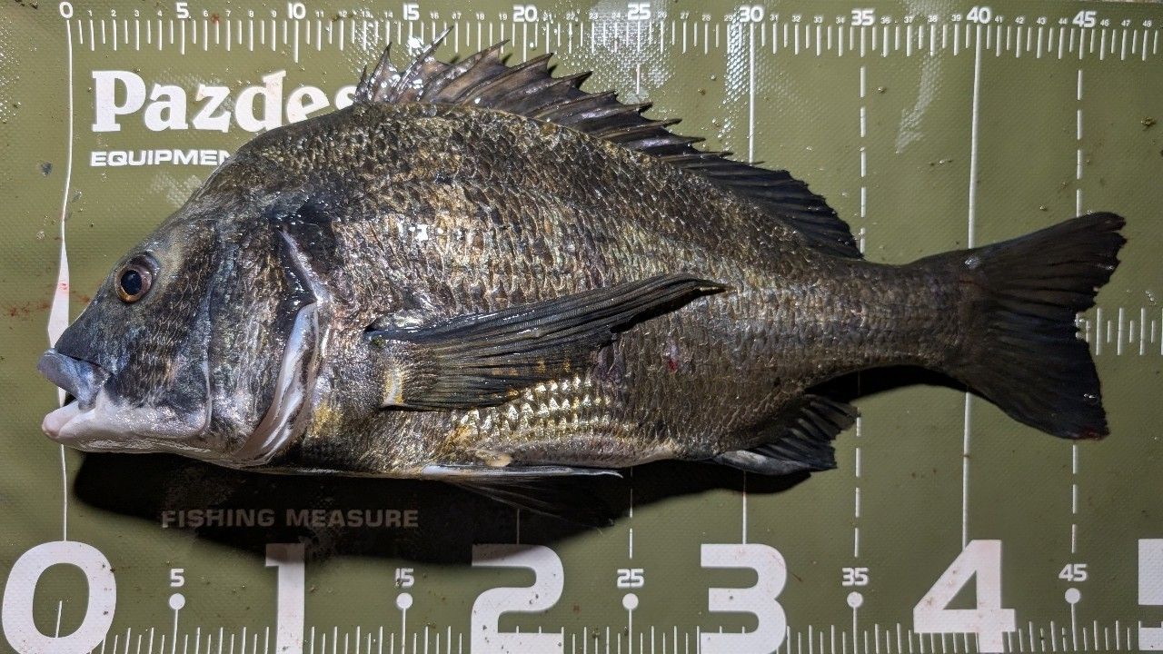 DAIWA 21モアザン ブランジーノ EX AGS 94MLの最安値・インプレ